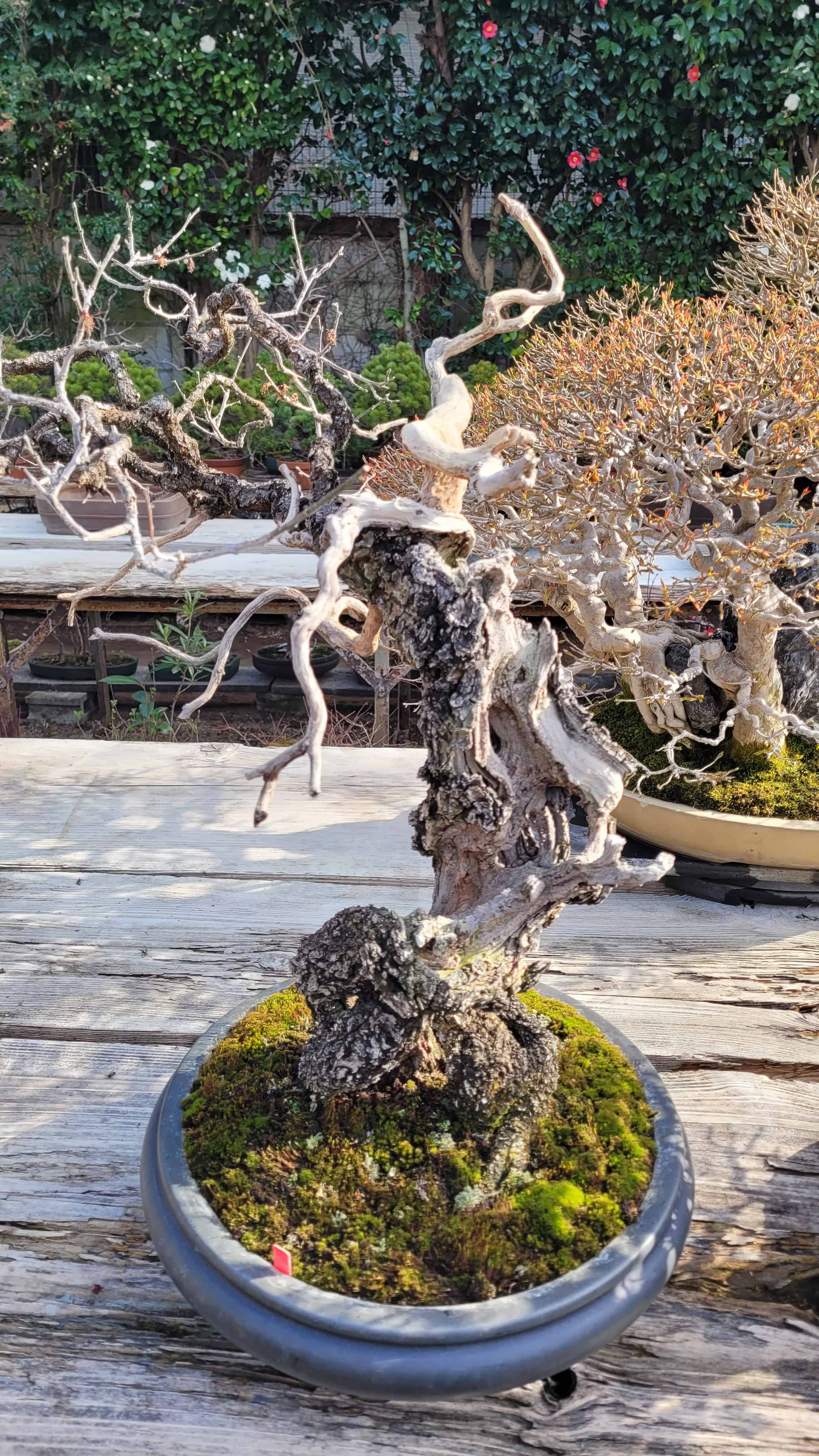 A apricot bonsai tree from omiya in Japan